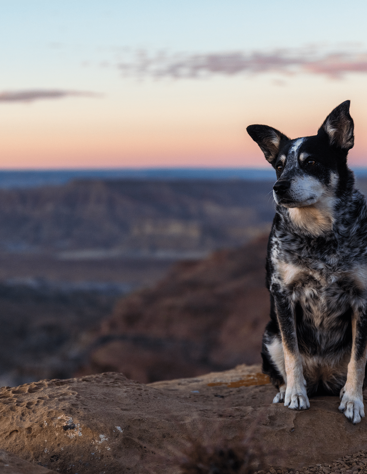 Dog Friendly Hotel Flagstaff, Arizona High Country Motor Lodge